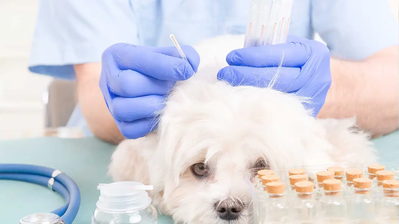 Tobramycin in Veterinary Medicine: Treating Infections in Animals
